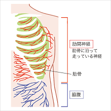肋間神経痛とは？？　京都市北区北大路　北大路東洋鍼灸整骨院