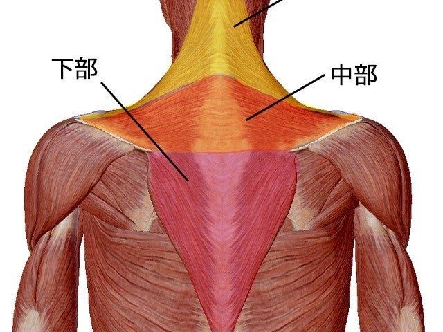 背中の痛みの原因　京都市北区北大路　北大路東洋鍼灸整骨院