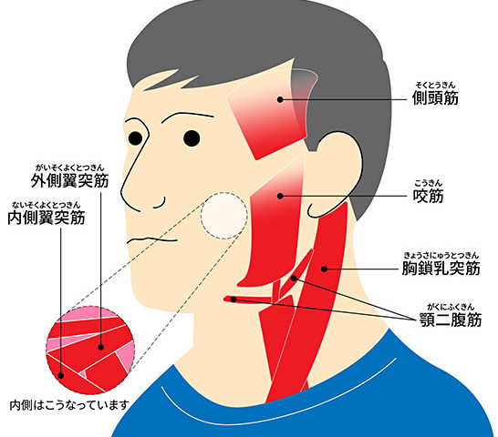 顎の痛み　顎関節症　顎のだるさ　京都市北区/左京区　北大路東洋鍼灸整骨院