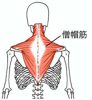 背中の痛み　背部痛　肩甲骨　猫背　京都市北区/左京区　北大路東洋鍼灸整骨院