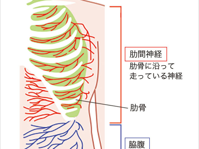 肋間神経痛　脇腹の痛み　胸の痛み　京都市北区/左京区　北大路東洋鍼灸整骨院