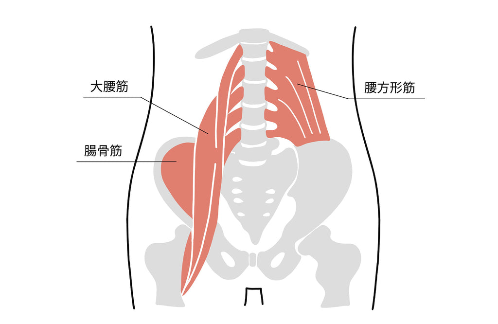 新品☆米国発、腰痛・股関節痛 完全攻略法 腸腰筋 Amazon.co.jp: 体の