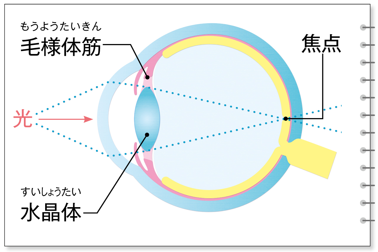 毛 様 体 筋